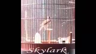 Download lagu Sanma Gacor Kebon Jeruk #1 - Oriental Skylark mp3 Download lagu Sanma Gacor Kebon Jeruk #1 - Oriental Skylark mp3