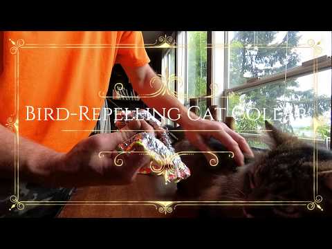 YouTube video about: How to make a bird safe cat collar?