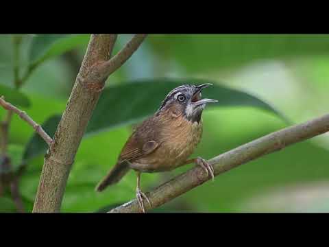 Timália horská (Stachyris nigriceps) — video o speve a chove