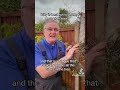 Why Is Best Not To To Prune A Plum Trees Tree Plum Plumtree Fruittrees Growyourown