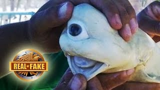 BIZZARE ONE EYED SHARK - real or fake?