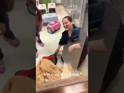 bad kitties get the panini press #funnycats #funnyanimals #petvideos #cat #fyp #usa #longervideos