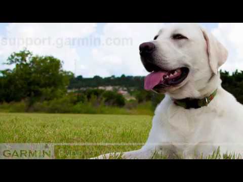 Support: Replacing a Tracking Collar Strap