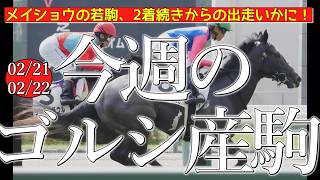 今週のゴールドシップ産駒 (02/21,22)【メイショウの若駒、2着続きからの出走いかに！／メイショウナルカミ,マイネルカンパーナなど】
