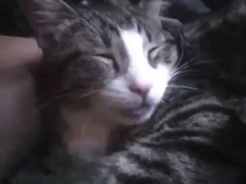 cute cat naeem naeem 2014 12 12 141801