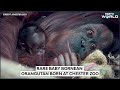 UK News | Rare Baby Bornean Orangutan Born At Chester Zoo - Video