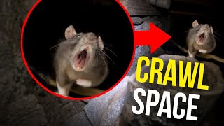 How to Get Rid of RATS in your Crawl Space FAST!