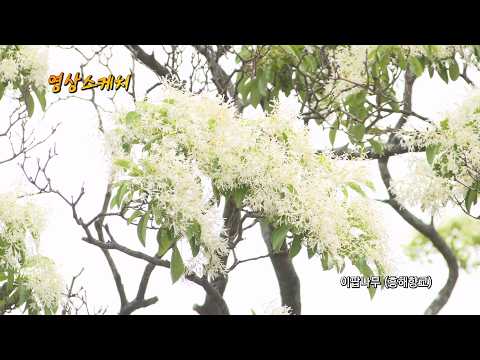 이팝나무 (흥해향교)