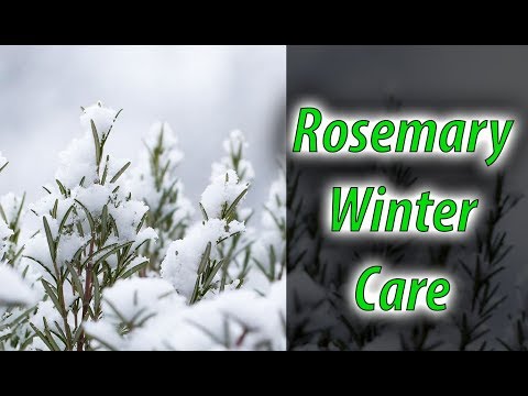 How To Grow Rosemary From Cuttings Two Ways BOTH Easy