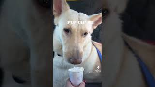Video preview image #1 German Shepherd Dog Puppy For Sale in El Centro, CA, USA