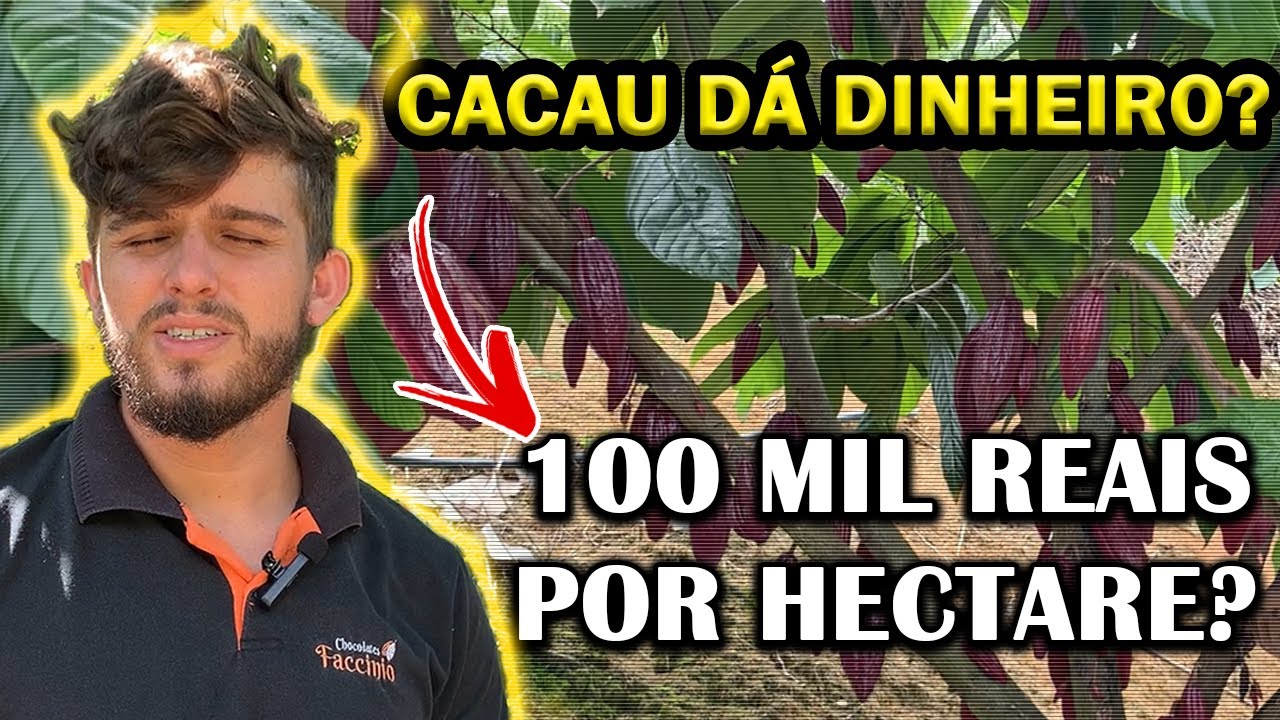 CACAU DÁ LUCRO? VALE A PENA PLANTAR? ENTENDA POTENCIAL DO CACAU!