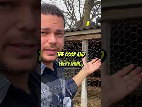 Optimal Chicken Coop Dimensions for Your Garden