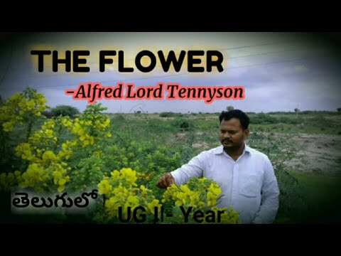 Flower by Tennyson Degree lessons #Theflower #AlfredTennyson #Degreelessonsintelugu