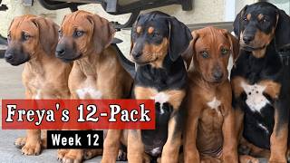 Video preview image #2  Breeder Profile in FRESNO, CA, USA