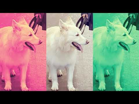 Dacorum Dog Walking & Pet Services video.