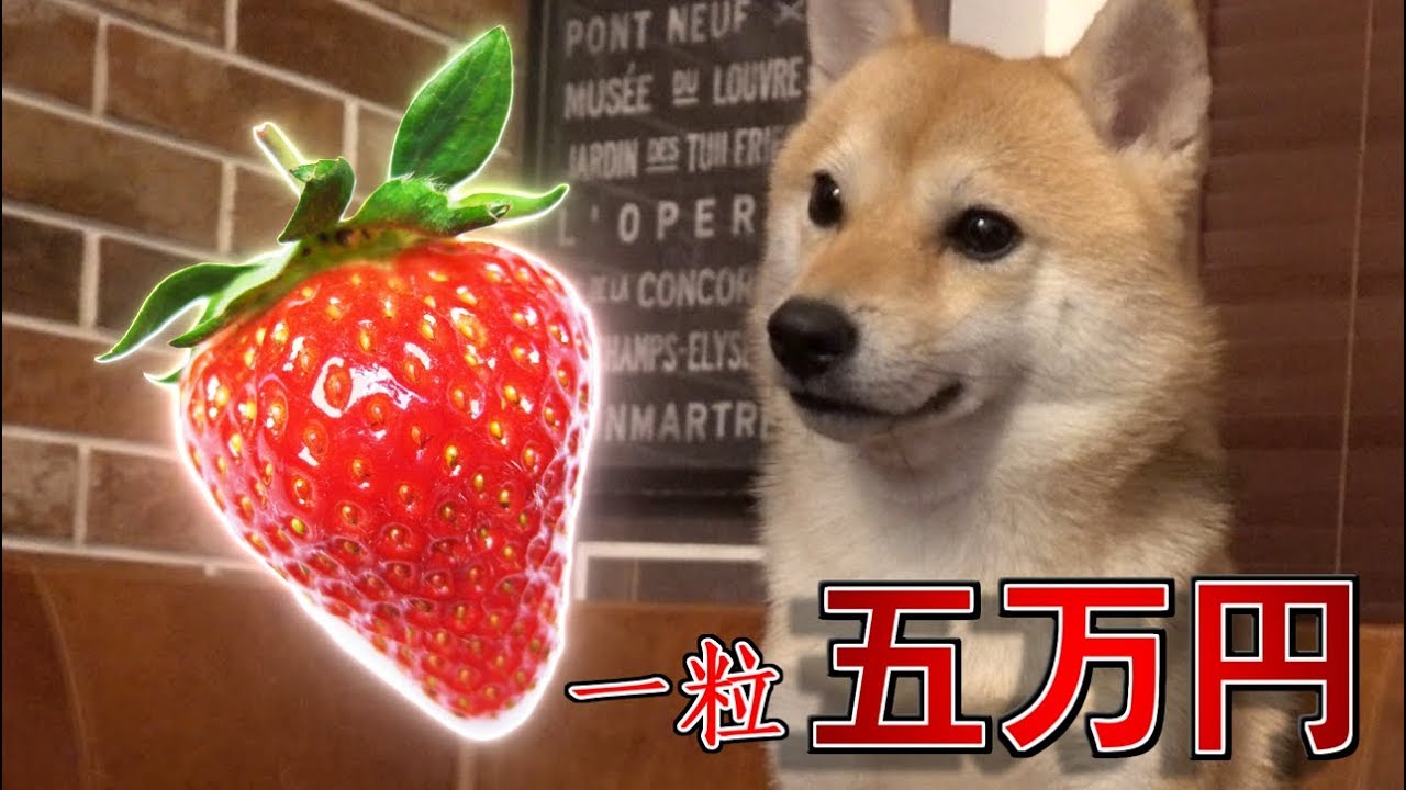 一粒５万円のいちごを食べてみた柴犬