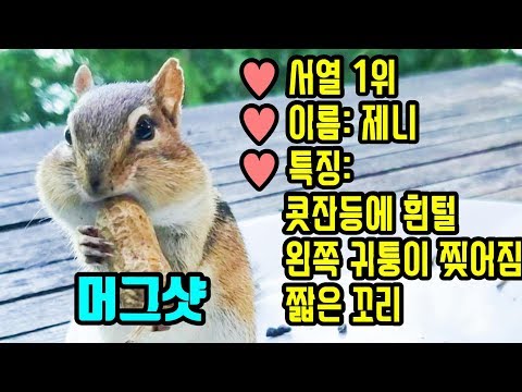 머그샷: 서열1위 제니 : 야생다람쥐 이야기 Video