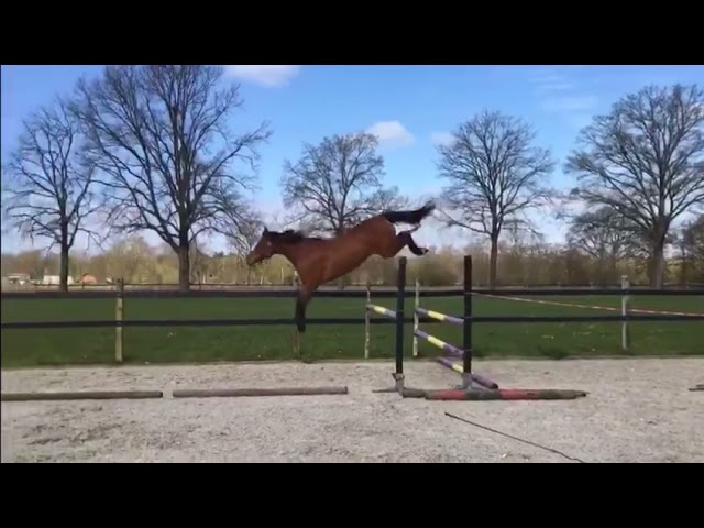Sophia’s Twinkeling @ home free jumping