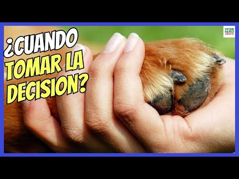 💔 WHEN TO SACRIFICE A DOG? 💔