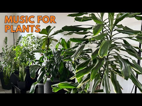 Music for Plants To Stimulate Plant Growth, Happiness and Wellness 🌱