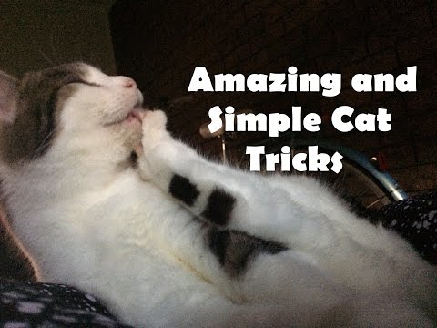 Amazing and Simple Tricks to Teach Your Cat