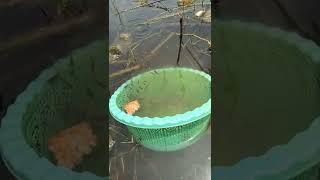 Download lagu DRAMA MENANGKAP IKAN#shorts#trendingshorts mp3 Download lagu DRAMA MENANGKAP IKAN#shorts#trendingshorts mp3