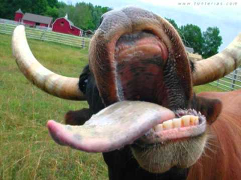 Da cor do Samba - A Vaca da Minha Sogra
