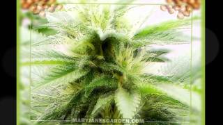 G-EAZY - JUST BELIEVE