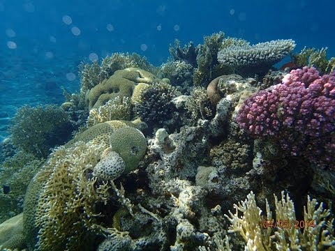 Miracle of the underwater world of the Red Sea Eilat