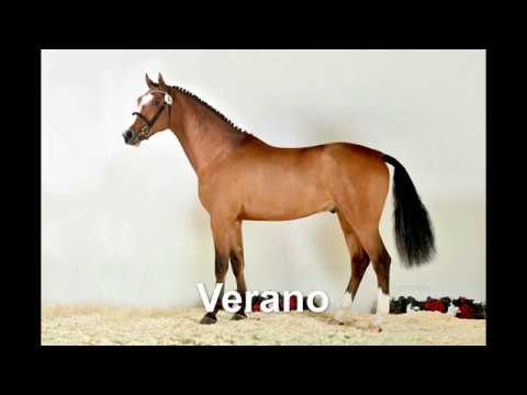 Stall VÖLZ - Hengst VERANO v. Vivant