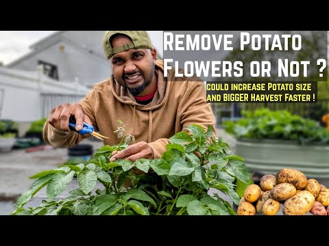 Why Potato plants growing flowers "Everything you need to know" 🥔 #garden #potato #longisland