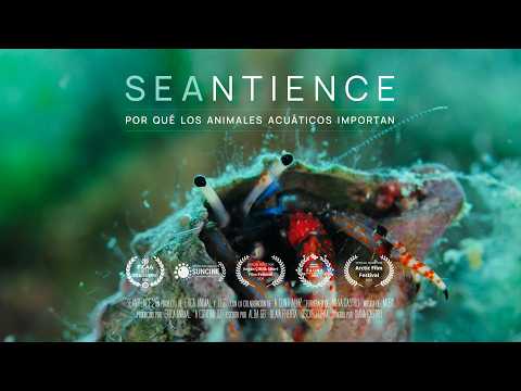 Seantience | Un Documental sobre la sintiencia de los animales acuáticos