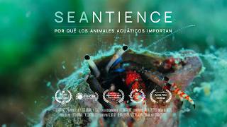 Seantience | Un Documental sobre la sintiencia de los animales acuáticos