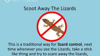 How to get rid of Lizard