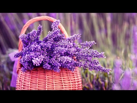 Für Körper und Geist: Wunderbare Anwendungen für Lavendel!