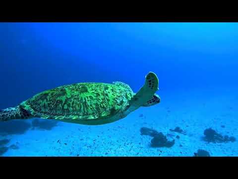 Sokaraja Liveaboard Komodo video