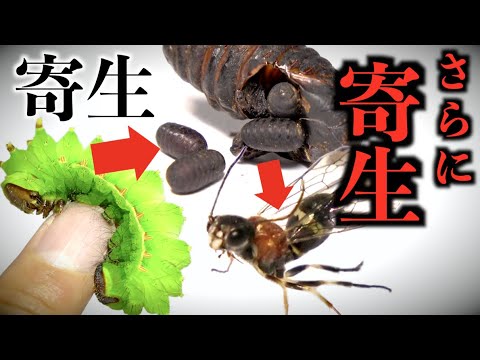 鶏に寄生虫がいるかどうかを見分ける方法 腸内虫が卵虫を食べる