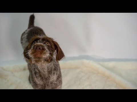 The Ultimate Guide to Breed-Specific Dog Nutrition