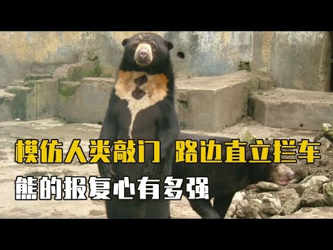熊到底有多可怕？模仿人类敲门，路边直立拦车，享受报复快感！ 【万物真实】
