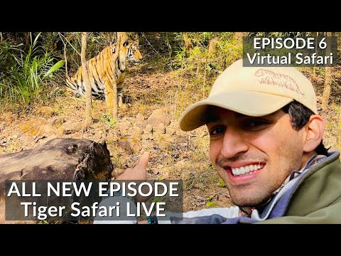 Huge Male Tiger | INDIA’S FIRST VIRTUAL SAFARI - EP6 | TIGER SAFARI LIVE | BANDHAVGARH NATIONAL PARK