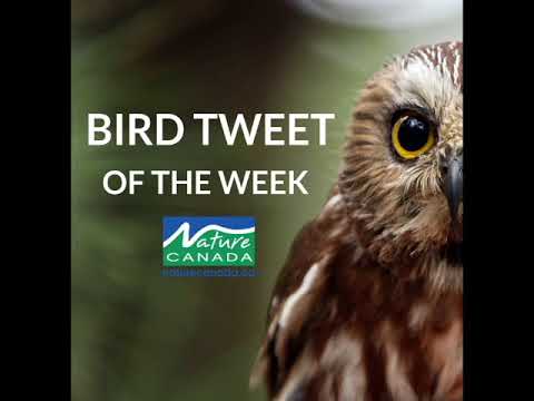 Hoary Redpoll - Bird Tweet of the Week