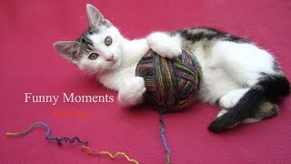 Cute Cats Playing with Strings Compilation 2015 [HD]