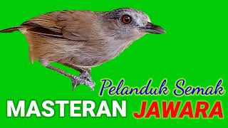 Download lagu Masteran Pelanduk semak super jernih mp3 Download lagu Masteran Pelanduk semak super jernih mp3