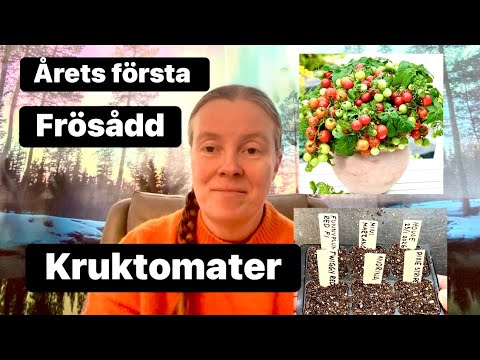 Kruktomater , del 1 , årets första sådd 