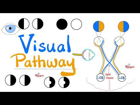 Visual Pathway & its defects - Optic nerve - Optic Chiasm - Optic tract - Lateral Geniculate Body