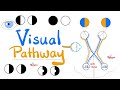 Detailed Visual Pathway Anatomy and Associated Visual Deficits Explained