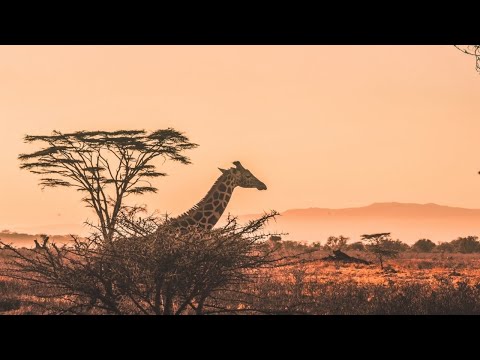 Mr Raoul K - African Paradigm (Kaito Remix)