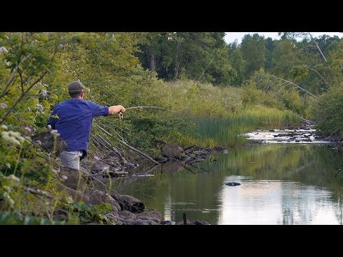 Small Stream - Small Trout