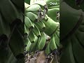 Voor het eerst in vijf jaar (!) groeien er bananen aan de plant van Toon uit Delden | RTV Oost