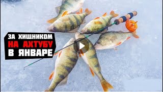Удилище зимние salmo elite perch 55см